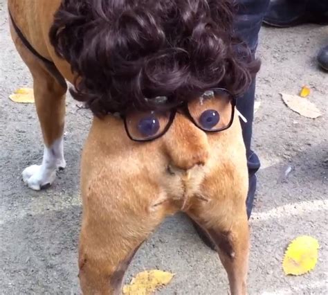 Our 6 Favorite Dog Halloween Costumes - Righteous Hound