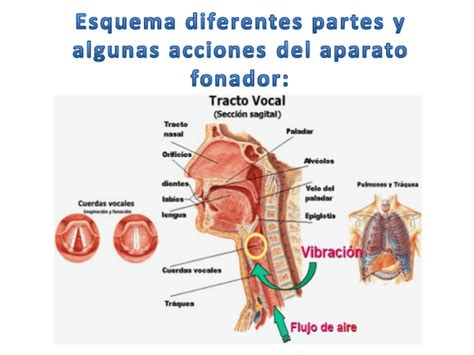 Técnica Vocal Para Principiantes