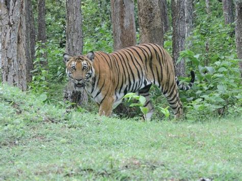 Eyes Will Never Forget The Views Of Ntr Nagarhole Tiger Reserve