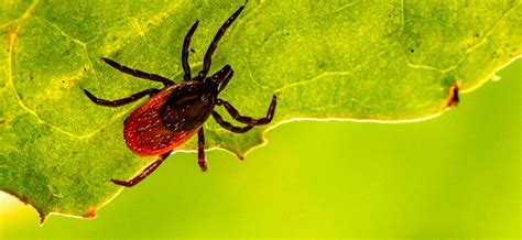 Om Diagnostic Labs Efforts To Control Tick And Insect Borne Diseases