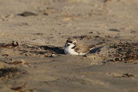 Goleta Calif Jan A Western Snowy Plover At Sands Beach At