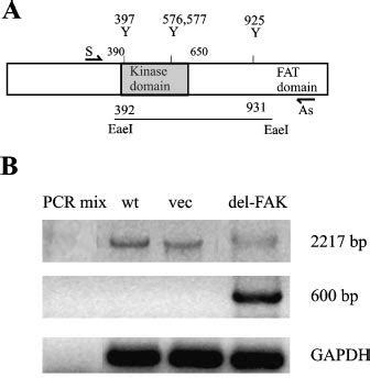 Transfections of del-FAK construct. A, a map of FAK gene shows a ...