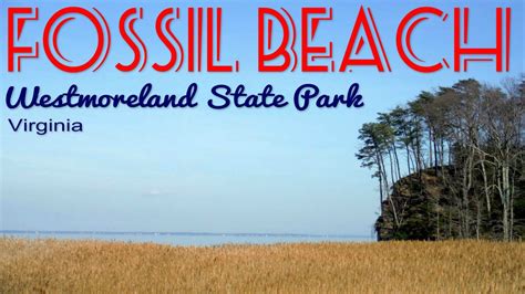 Hike to Fossil Beach at Westmoreland State Park near Montross, Virginia | Westmoreland state ...