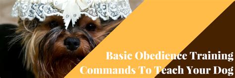 6 Basic Obedience Training Commands To Teach Your Dog - Dog Training ...