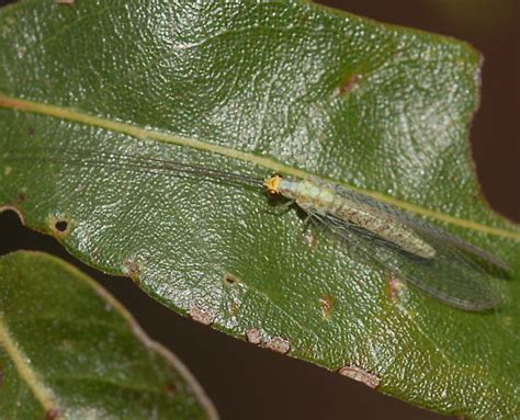 Green Lacewing Yumachrysa Unidentified Sp Texas Bugguidenet