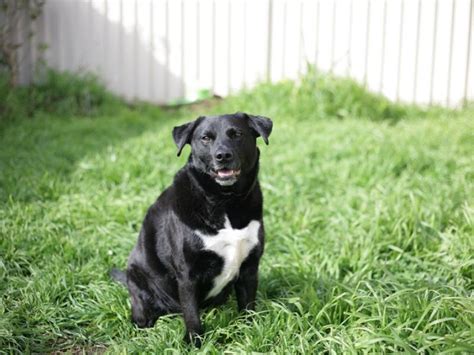 Border Collie Lab Mix: Borador Traits, Health & Feeding Guide