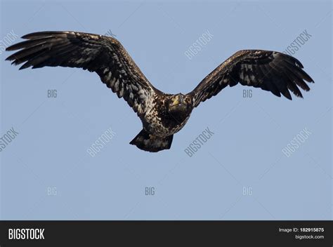 Young Bald Eagle Image And Photo Free Trial Bigstock