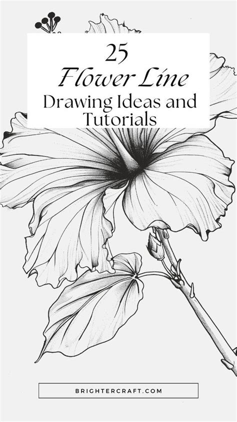 25 Flower Line Drawing Ideas and Tutorials for All Skill Levels ...