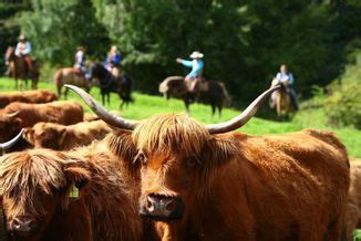 Wie Alles Begann Cattle Drive Team