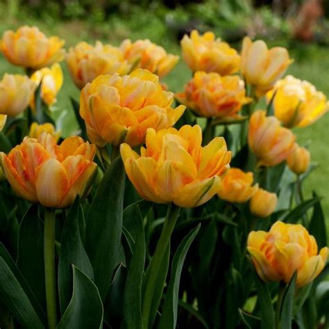 Votaniki Foxy Foxtrot Tulip Bulbos Tulipán perenne doble temprano Foxy