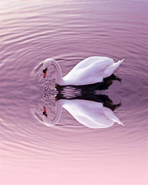 Pin By Gayla Keesic On Swan Song Swan Lilac Beautiful Birds