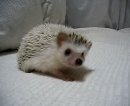 Videos of baby hedgehogs.