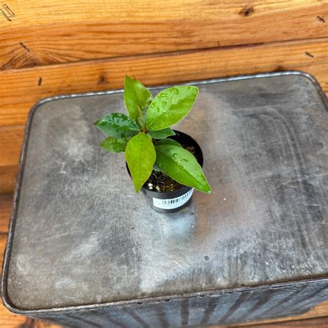 Ardisia humilis, 2" Plant – Lola E. Bola's
