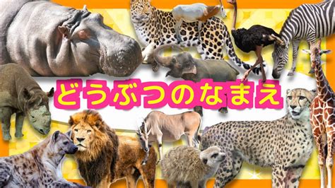 【子供向け動物アニメ】動物園へ行こう3★アフリカ サバンナに生息するどうぶつたち｜サファリパーク 肉食動物や草食動物を観察｜ライオン ぞう