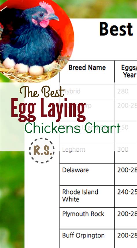 Best Egg Laying Chickens Chart