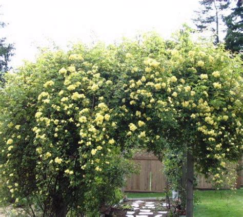 Lady Banks Yellow Climbing Rose | New Life Nursery