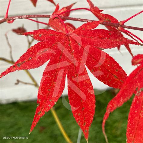 Acer palmatum Extravaganza Érable du Japon Palmatia Plantes