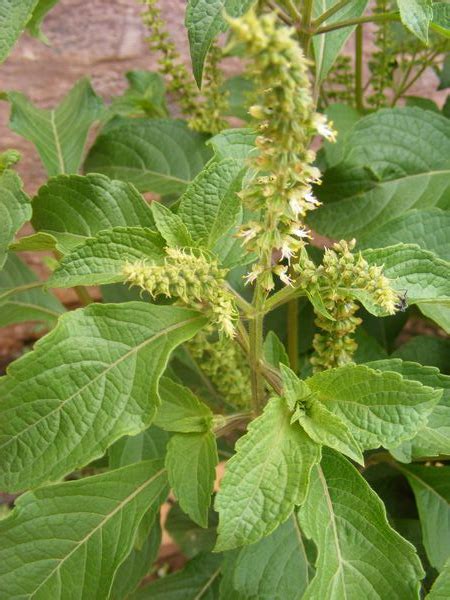 Basil Holy Tulsi Vana Scent Leaf Ocimum Gratissimum