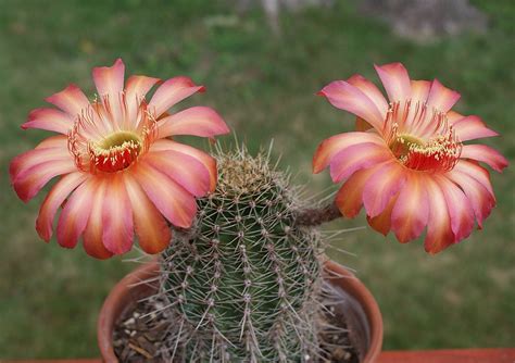 Кактус Эхинопсис (Echinopsis)