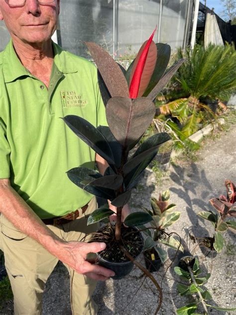 6 Ficus Burgundy 1ppp Tri State Foliage In House Availability