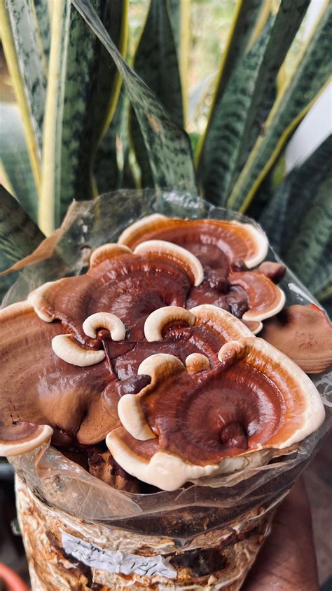 Why The Use Of Reishi In Pregnancy Is A Growing Wellness Trend - RYZE Superfoods
