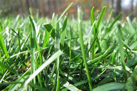 Lime Application for Your Lawn: The What, When, & Why - Green Care Turf ...