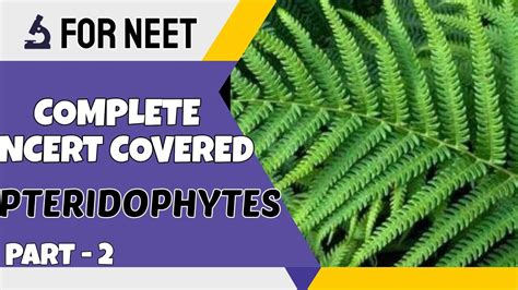 Pteridophytes Part 2 Plant Kingdom Class 11th NEET AIIMS NEET