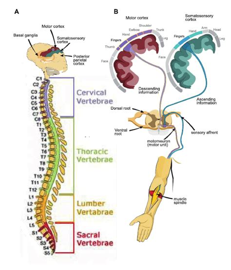 4: Schematic of the Nervous System adopted from (Kowalczewski, 2009 ...