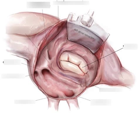 left atrium Diagram | Quizlet