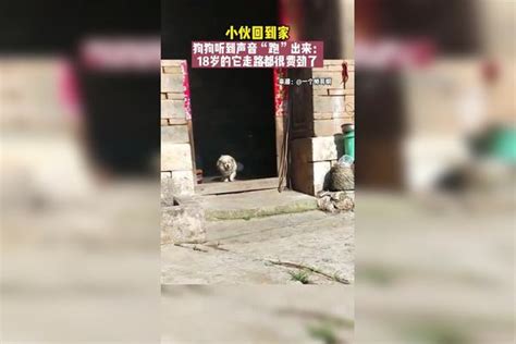 小伙回到家，狗狗听到声音“跑”出来：18岁的它走路都很费劲了 狗狗 狗子 感动瞬间狗狗声音小伙