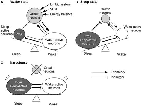 Frontiers Role Of Orexin In Modulating Arousal Feeding And Motivation