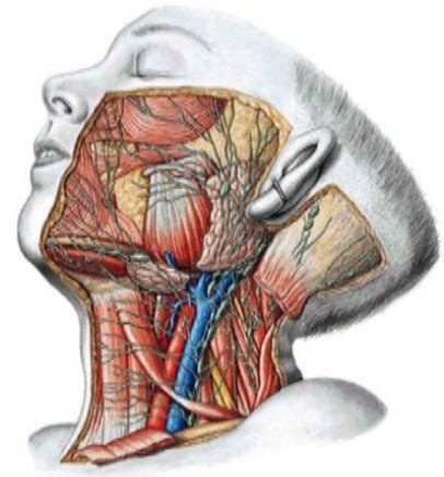 Anatomia Cabeza Y Cuello Mavmedicina Hotmart