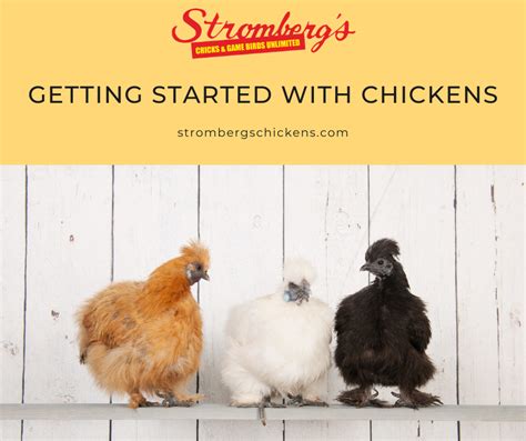 Getting Started With Chickens Strombergs