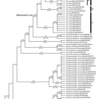 Bayesian Consensus Tree Of Melanoseris Henryi And Related Species