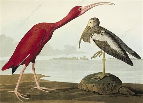 Scarlet Ibis Artwork Stock Image C Science Photo Library