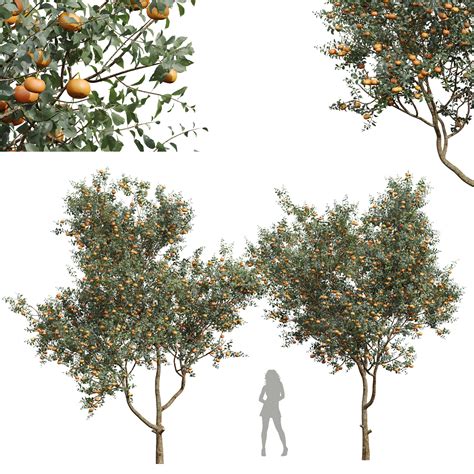 Artstation New Plant Citrus Dancy Mandarin Tangerine Fruit Tree