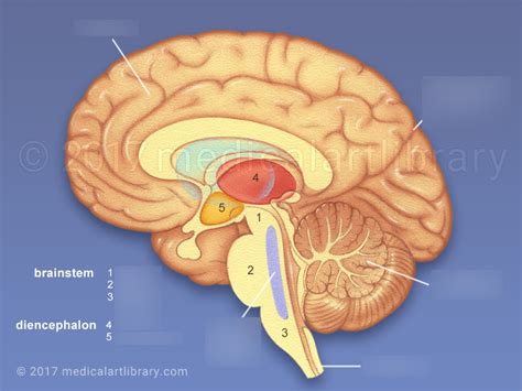 Brain Anatomy Diagram Quizlet