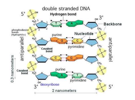 Diagram Of Double Stranded DNA Diagram Quizlet