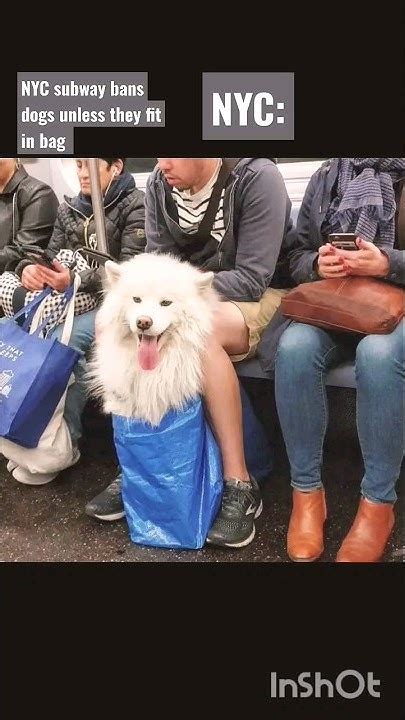 Nyc Subway Bans Dogs Unless They Fit In A Bag Doggo Puppy Youtube