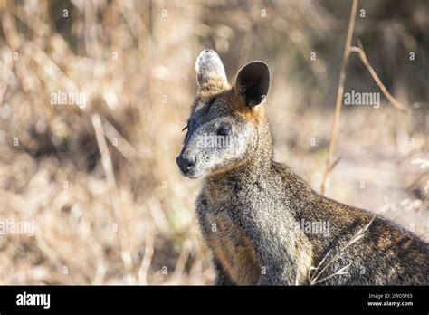 Swamp Wallaby Wallabia Bicolor In Phillip Island Victoria Australia