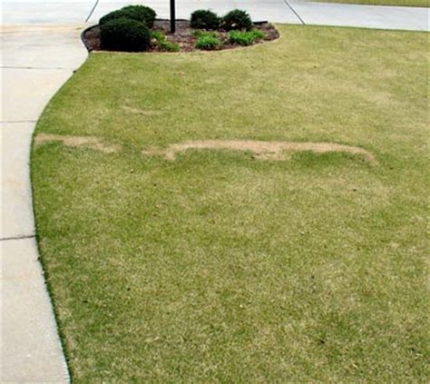 Fairy Ring In Zoysia Walter Reeves The Georgia Gardener