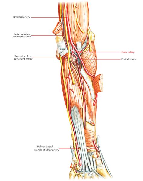 Arteries Of The Upper Limb Earths Lab