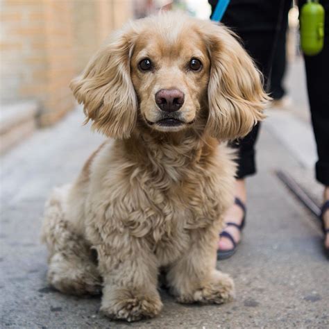 Cocker Spaniel Dachshund Mix | PETSIDI