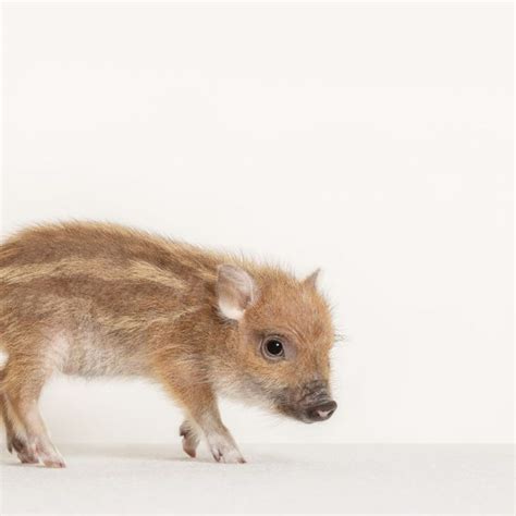 MEET TINY MICRO-SIZED PIGS AT THIS MINI PIG CAFÉ IN JAPAN! - Shout