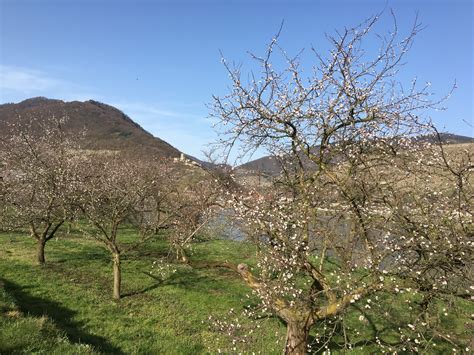 Marillenblüte in der Wachau Radler Rast