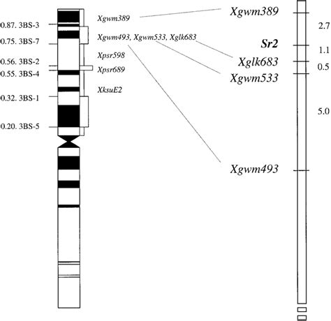 The Physical Map Based On Deletion Lines And The Genetic Linkage Map Of