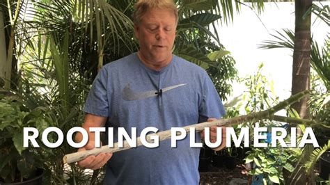 Rooting A Plumeria Branch No Rot Method Easy Tips And Tricks To