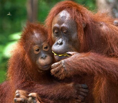 Orangut N Hembra Y Beb Est N Comiendo Fruta Indonesia La Isla De