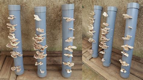 Method Of Growing Mushrooms With Water Pipes At Home Harvest Multiple