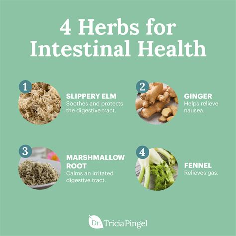 4 Best Herbs For Intestinal Health Dr Pingel